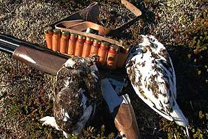 Rype_rypejakt_jakt__197293s