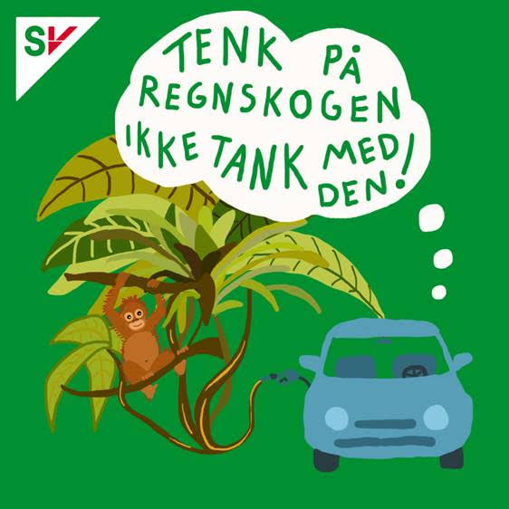 regnskog